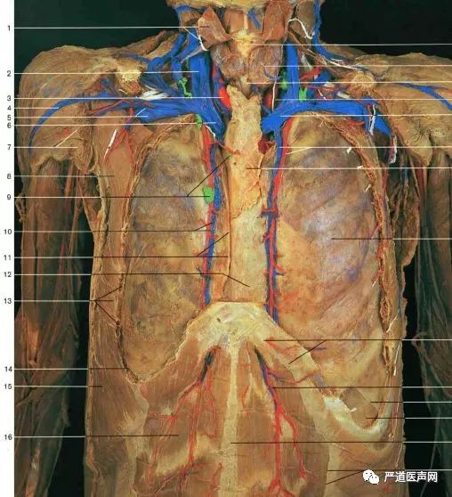 无名动脉解剖图图片